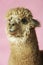 Alpaca On Pink Background