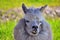 Alpaca portrait with crooked teeth