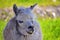 Alpaca portrait with crooked teeth