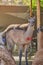 Alpaca portrait. Guanaco and Llamas on a farm in Arequipa, Peru. Production of ancient Alpaca wool fabrics.