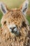 Alpaca portrait peruvian Andes Cuzco Peru