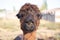 Alpaca portraits: sweet, funny face collection for animal lovers