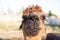 Alpaca portraits: sweet, funny face collection for animal lovers