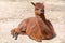 An alpaca relaxes on the dusty ground on a sunny day