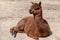 An alpaca relaxes on the dusty ground on a sunny day