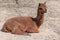 An alpaca relaxes on the dusty ground on a sunny day