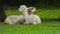 Alpaca`s in Love and enjoying the moment