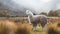 Alpaca\\\'s Tranquil Grazing in the Andean Highlands