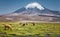 Alpaca`s Vicugna pacos grazing on the shore of Lake Chungara a