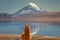 Alpaca`s Vicugna pacos grazing on the shore of Lake Chungara at the base of Sajama volcano, in the northern Chile