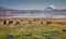 Alpaca`s Vicugna pacos grazing on the shore of Lake Chungara at the base of Sajama volcano, in the northern Chile