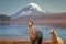 Alpaca`s Vicugna pacos grazing on the shore of Lake Chungara at the base of Sajama volcano, in the northern Chile