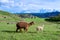 Alpaca at Sacsayhuaman, Cuzco, Peru.