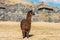 Alpaca at Sacsayhuaman ruins in the peruvian Andes at Cuzco Peru