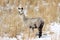 Alpaca in Snow