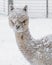 Alpaca in the snow during winter
