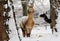 Alpaca in the snowy forest in winter