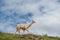 Alpaca, South American mammal peru.