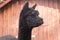 Alpaca - the South American mammal - portrait