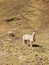 Alpaca is standing in the landscape of the Andes.