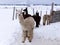 Alpaca standing in snow-covered fenced field with straw in its coat