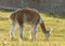 Alpaca in sunlight