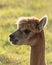 Alpaca in sunlight