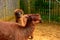 Alpaca two redheads cuddle their necks in Zoo UK