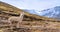 Alpaca at Vinicunca rainbow mountain in Peru