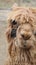 Alpaca visit Peru or South America!