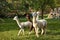 Alpaca walk in nature. Alpacas graze on the grass. Many Alpacas walk in the village courtyard. Beautiful animals among nature. Alp