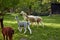 Alpaca walk in nature. Alpacas graze on the grass. Many Alpacas walk in the village courtyard. Beautiful animals among nature. Alp