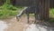 Alpaca Walking And Looking For Food On Sunny Day In Park