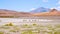 Alpaca walking in nature, andes Uyuni bolivia