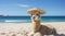 Alpaca wearing a beach hat, sitting on the beach sand