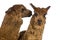 Alpaca whispering at another Alpaca\'s ear