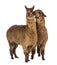 Alpaca whispering at another Alpaca`s ear against white background