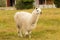 Alpaca white colour on green grass