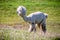 Alpaca white lama