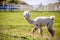 Alpaca white running