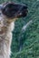 Alpaca in the wild forest of the Inca Trail to Machu Picchu.