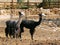 Alpacas in the alpaca farm