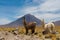 Alpacas at the bottom of Volcano Licancabur on Chile and Bolivia border
