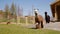 Alpacas in a countryside farmhouse