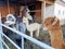 Alpacas different colored and wooly llama in front of feeding place outdoors in closeup view