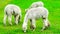 Alpacas eating grass