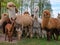 Alpacas family with small baby pastures on green grass by the la