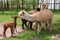 Alpacas family with small baby pastures on green grass by the la