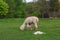 Alpacas family with small baby pastures on green grass by the la