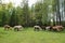 Alpacas family with small baby pastures on green grass by the la